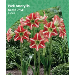 Amaryllis 'Ocean Drive'