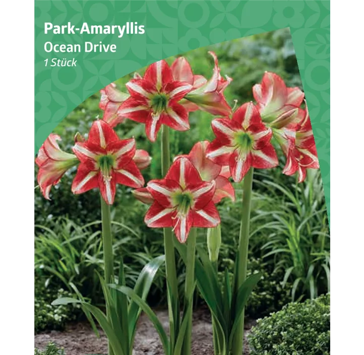 Park-Amaryllis 'Ocean Drive'