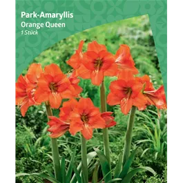 Amaryllis 'Orange Queen'
