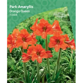 Amaryllis 'Orange Queen'