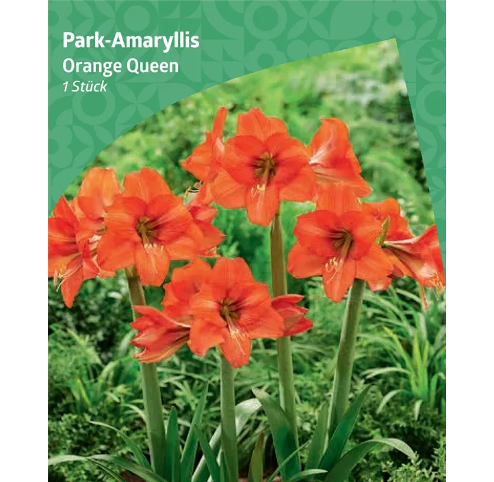Park-Amaryllis 'Orange Queen'