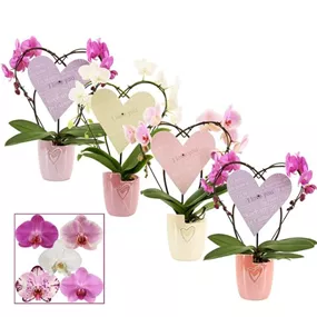 Arrangement 'Phalaenopsis Heart'