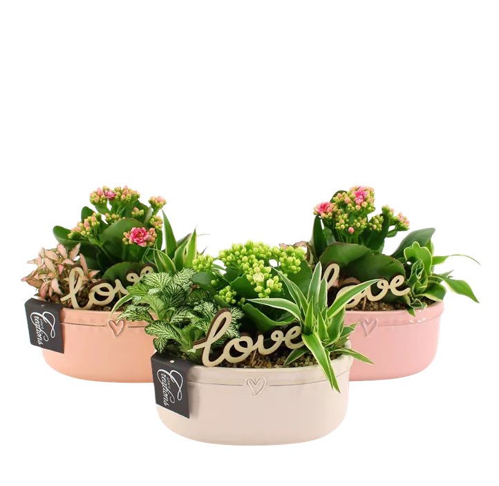 Arrangement 'Romantic Valentin I'