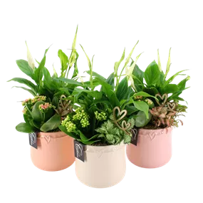 Arrangement 'Romantic Valentin II'