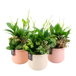 Arrangement 'Romantic Valentin II'