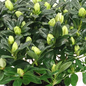 Azalee Hortinno Belli