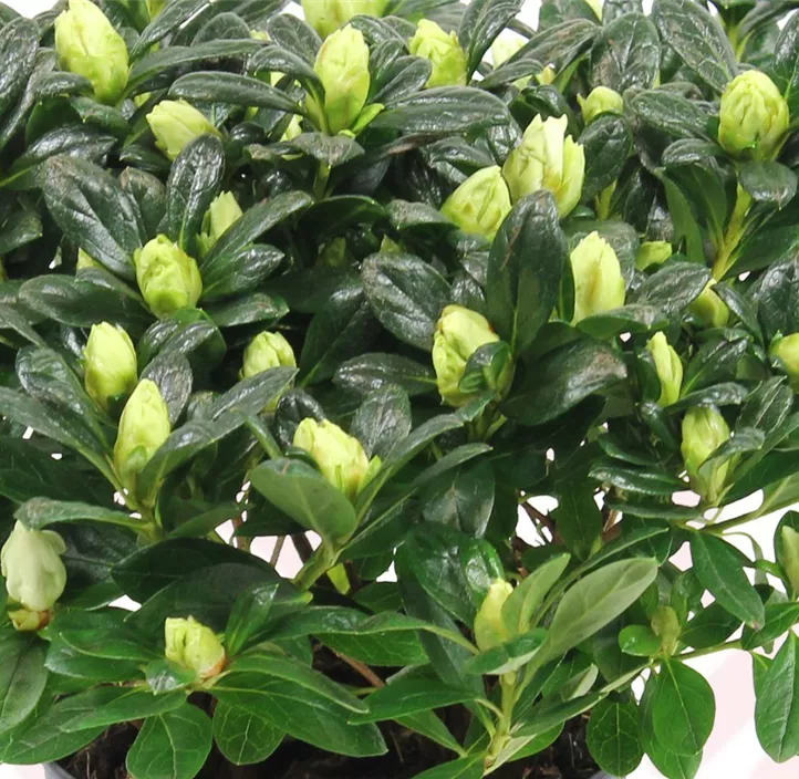 Zimmerazalee 'Christine® Belli'