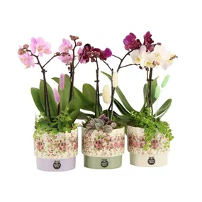 Arrangement 'Consideration II'