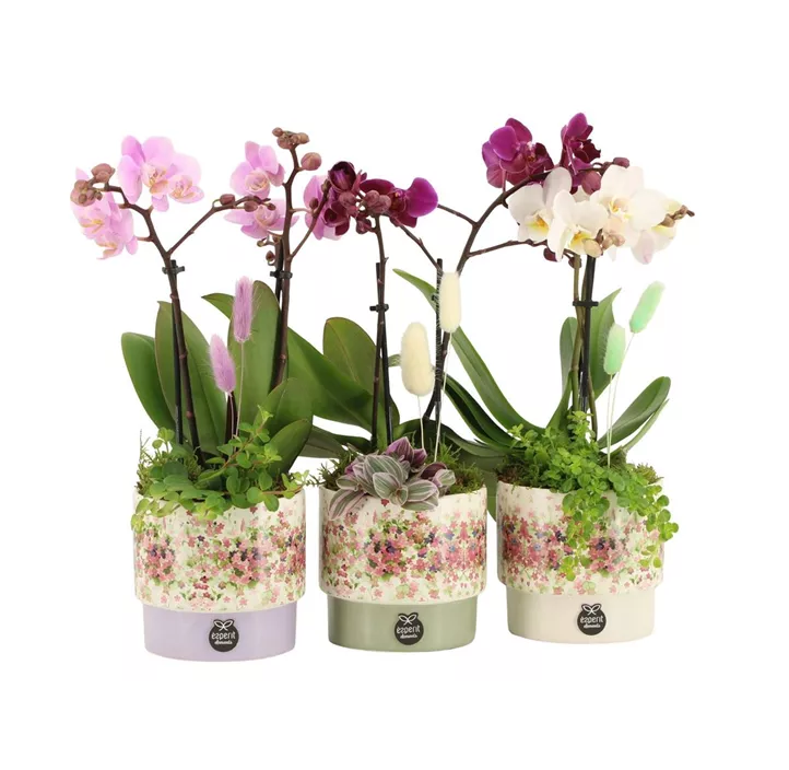 Geschenk zum Valentinstag