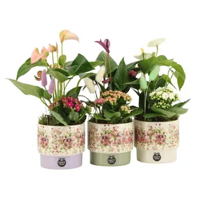 Arrangement 'Consideration III'