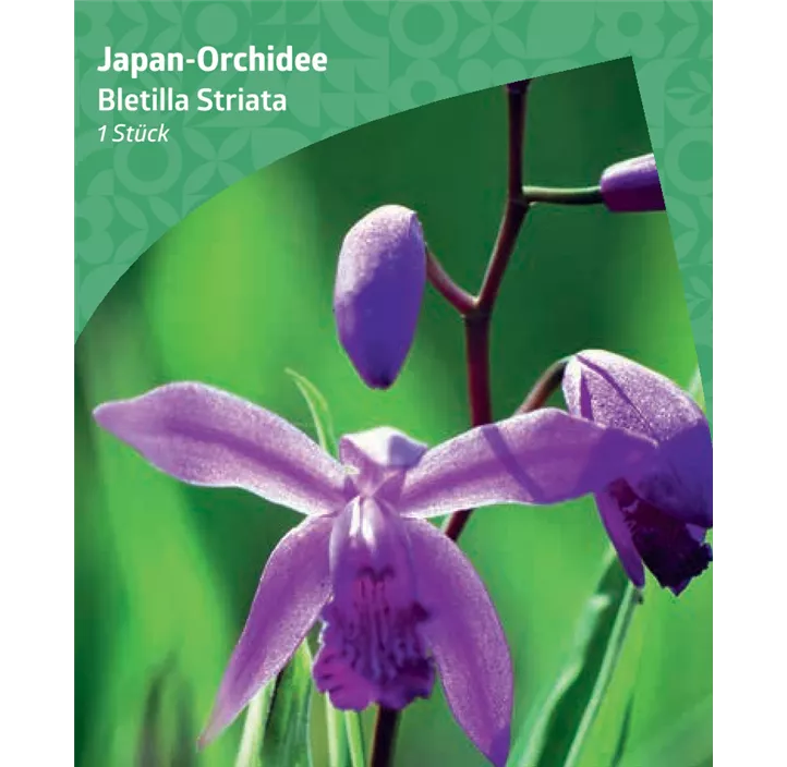 Japan-Orchidee 