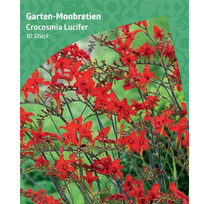 Garten-Monbretien 'Lucifer'