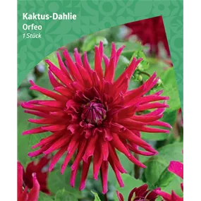 Dahlia cactus 'Orfeo'