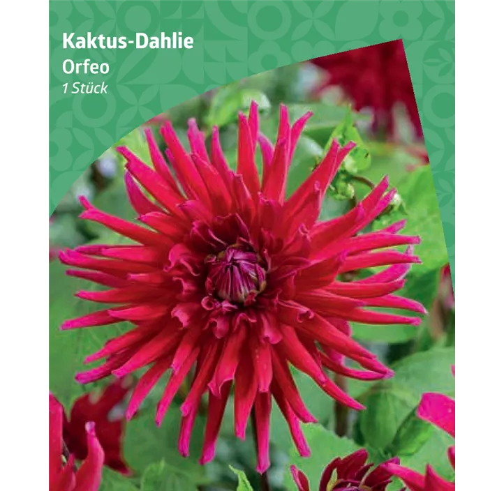 Kaktus-Dahlie 'Orfeo'