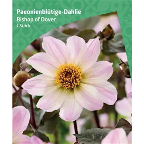 Dahlia classic 'Bishop of Dover'