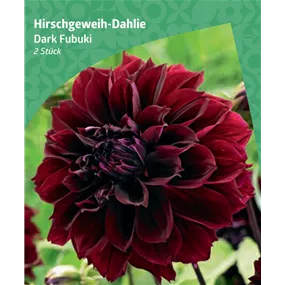 Dahlia 'Darg Fubuki'