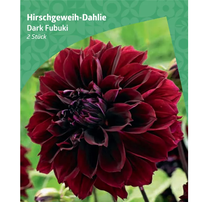 Hirschgeweih-Dahlie 'Darg Fubuki'
