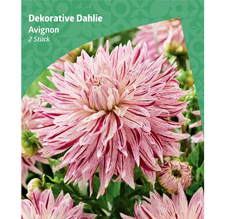 Dekorative Dahlie 'Avignon'