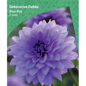 Dahlia decorative 'Blue Boy' 