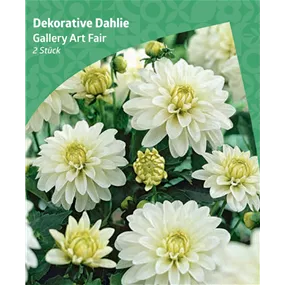 Dahlia decorative 'Gallery Art Fair'
