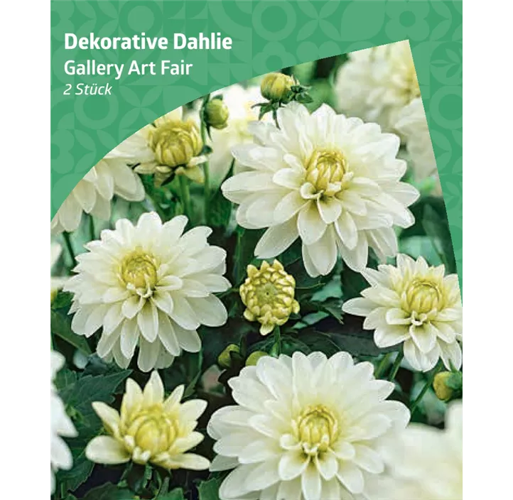 Dekorative-Dahlie 'Gallery Art Fair'