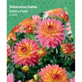 Dahlia decorative 'Gallery Pablo'