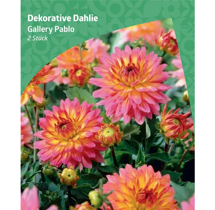Dekorative Dahlie 'Gallery Pablo'