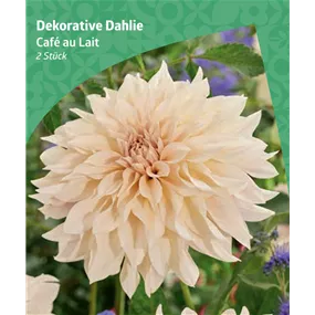 Dahlia decorative 'Café au Lait'