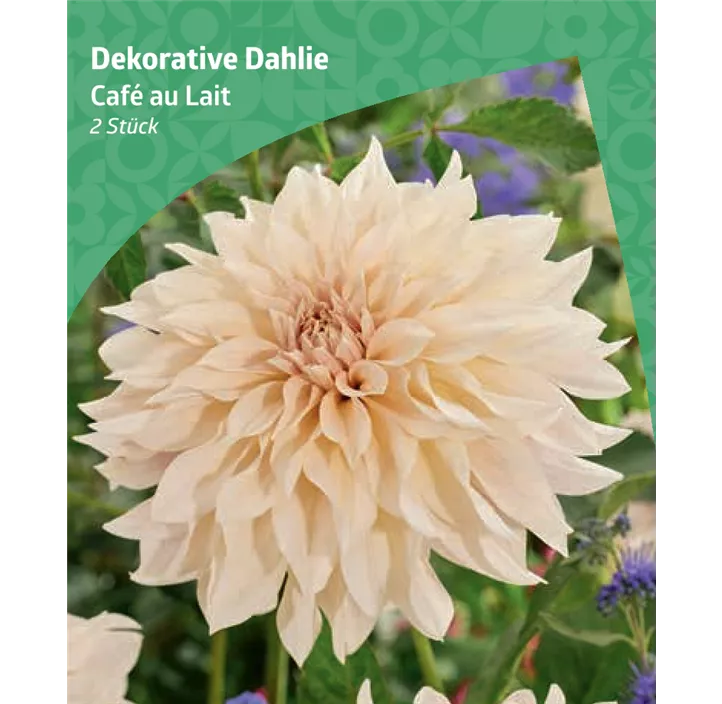 Dekorative-Dahlie 'Café au Lait'