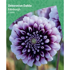Dahlia decorative 'Edinburgh'