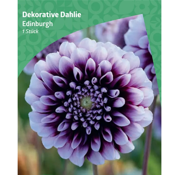 Dekorative-Dahlie 'Edinburgh'