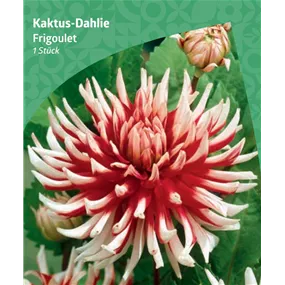 Dahlia cactus 'Frigoulet'
