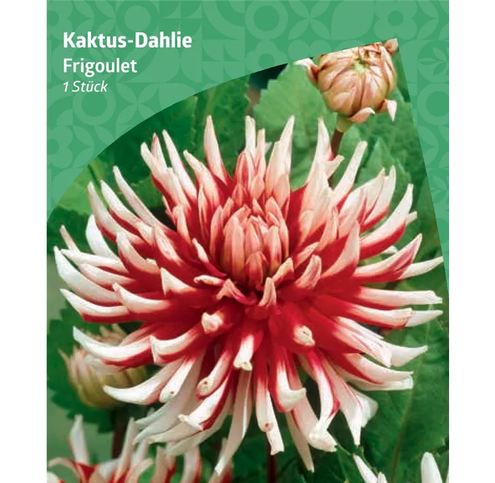 Kaktus-Dahlie 'Frigoulet'