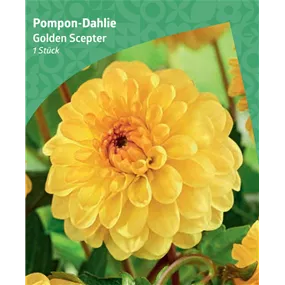 Dahlia pompon 'Golden Scepter'