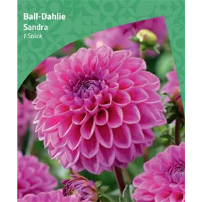 Dahlia ball 'Sandra'