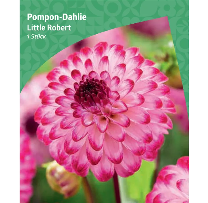 Pompon-Dahlie 'Little Robert'