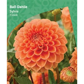 Dahlia ball 'Sylvia'