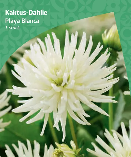 Dahlia cactus 'Playa Blanca', Kaktus-Dahlie 'Playa Blanca' - Bellaflora