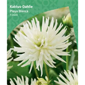 Dahlia cactus 'Playa Blanca'