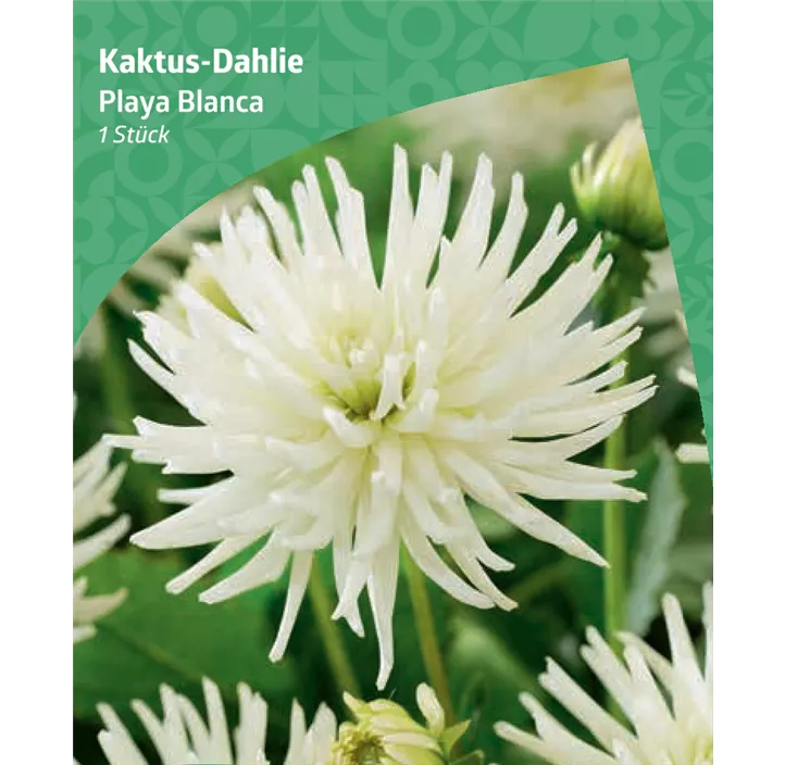 Kaktus-Dahlie 'Playa Blanca'