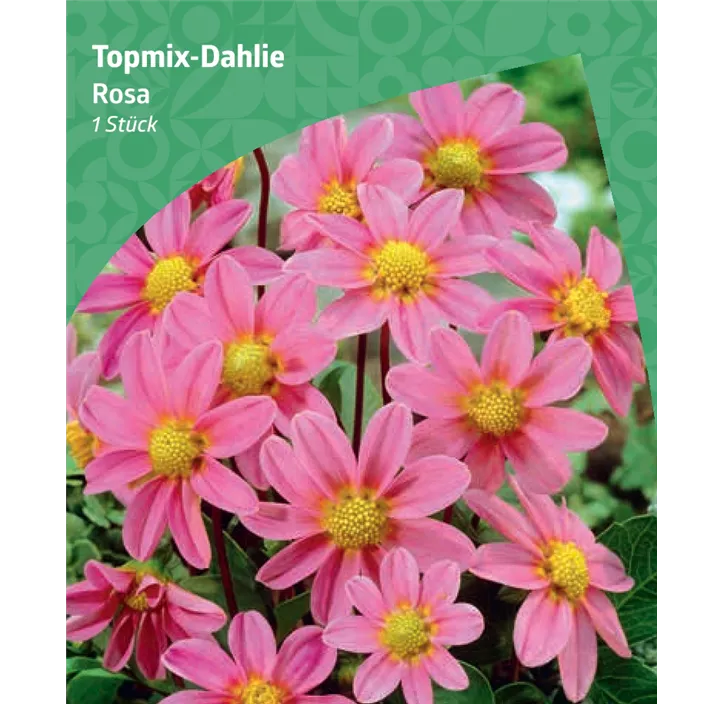 Topmix-Dahlie, rosa