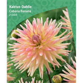 Dahlia cactus 'Cabana Banana'