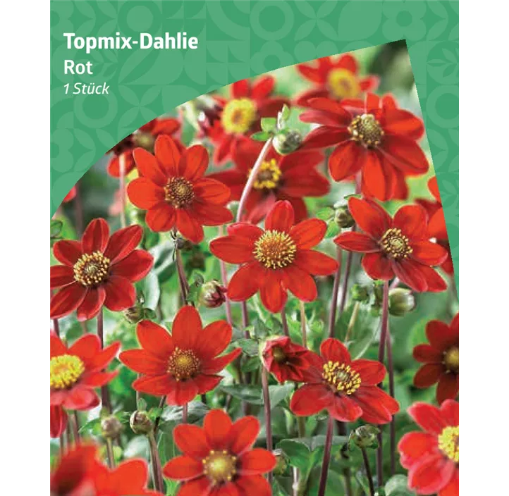 Topmix-Dahlie, rot