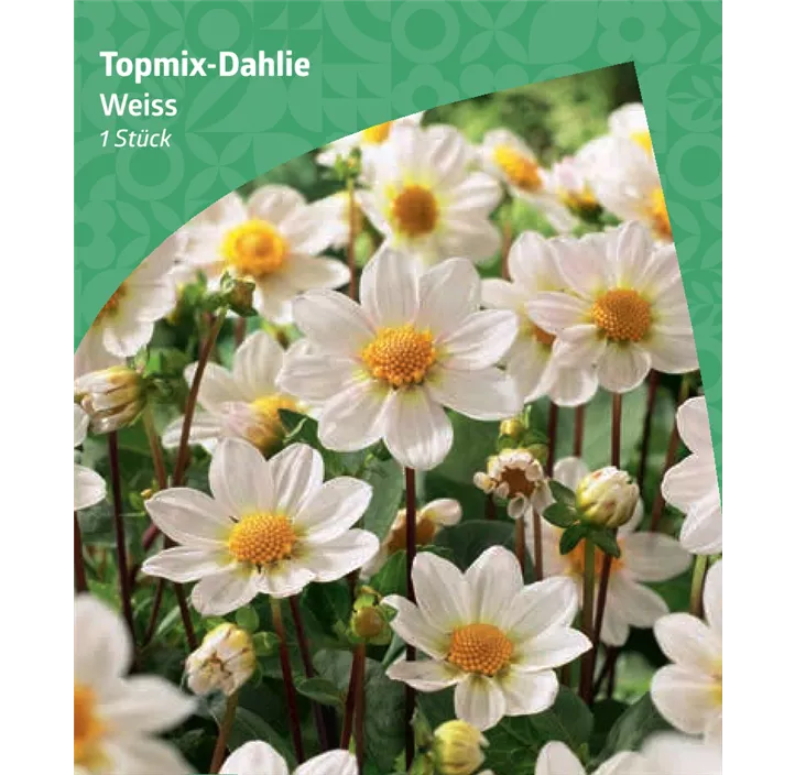 Topmix-Dahlie, weiß