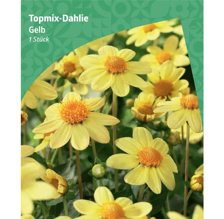 Topmix-Dahlie, gelb