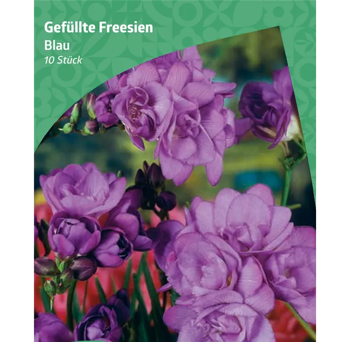 Gefüllte Freesie, blau