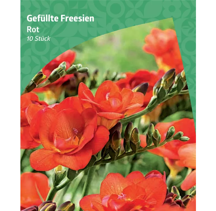 Gefüllte Fressie, rot