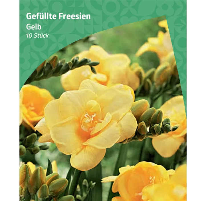 Gefüllte Fressie, gelb