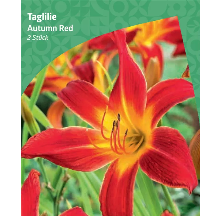 Taglilie 'Autumn Red'