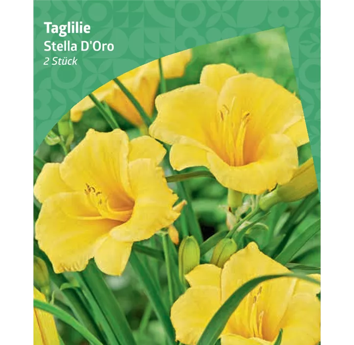 Taglilie 'Stella D'Oro'